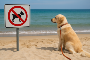 Panneau réglementaire avec chien sur une plage